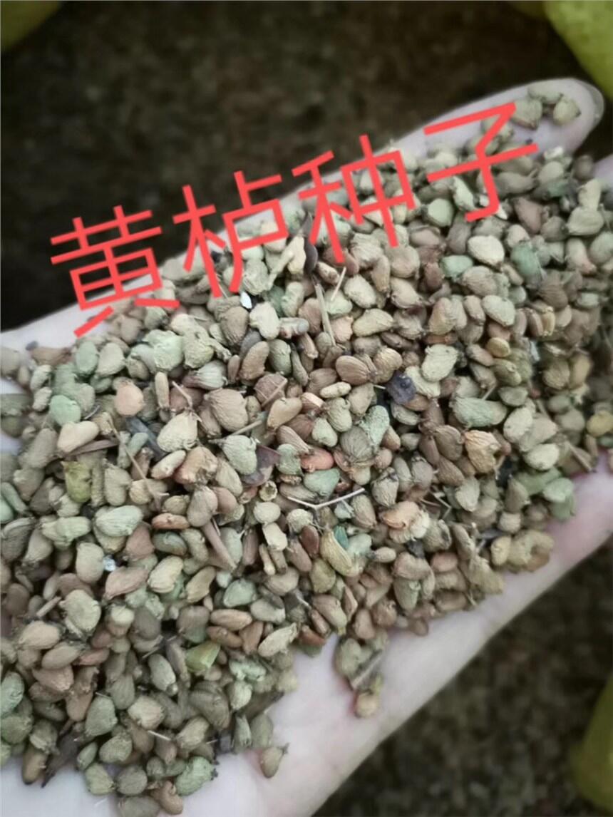 黃櫨種子怎么種植芽率高？ 最新報(bào)價(jià)