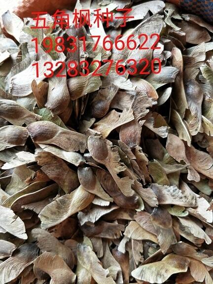 五角楓種子怎么種植 最新報價