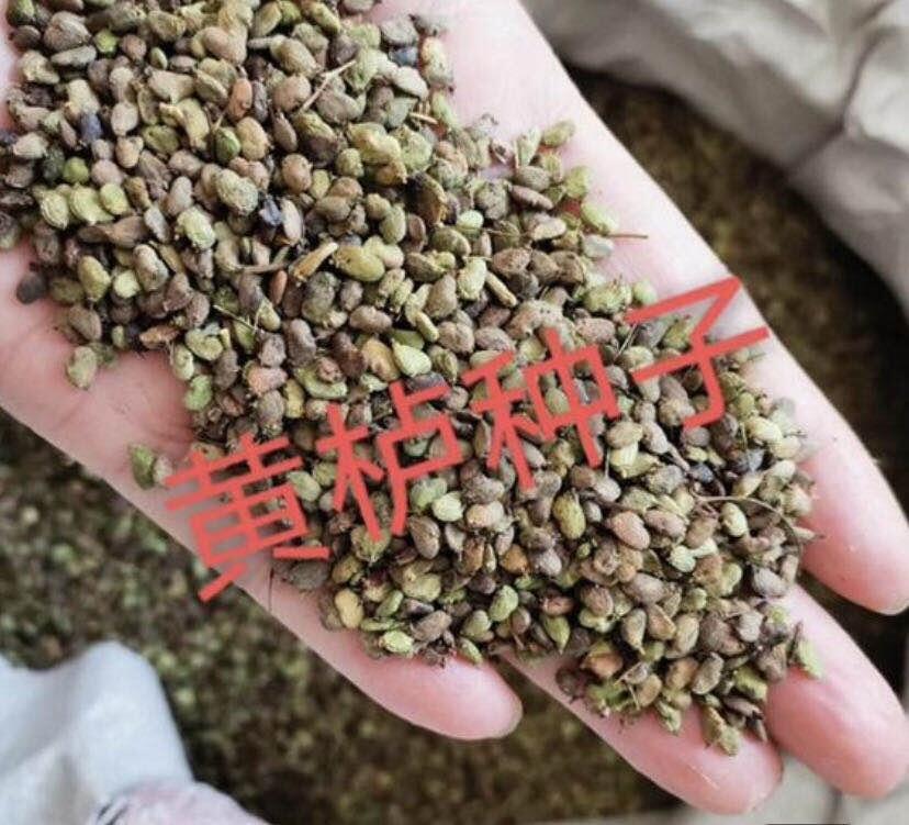 產(chǎn)新黃櫨種子種植技術   最新報價