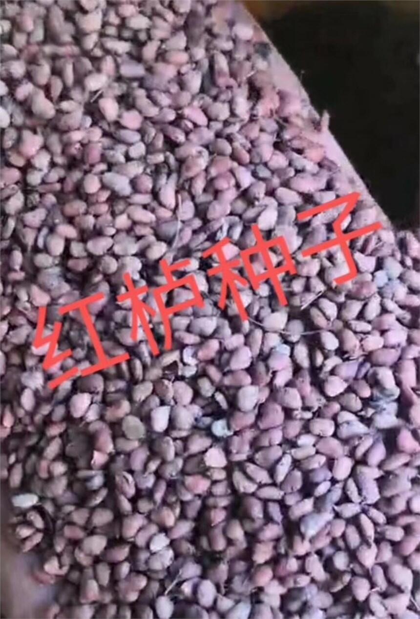 紅櫨種子什么季節(jié)種植合適   種植技術(shù)