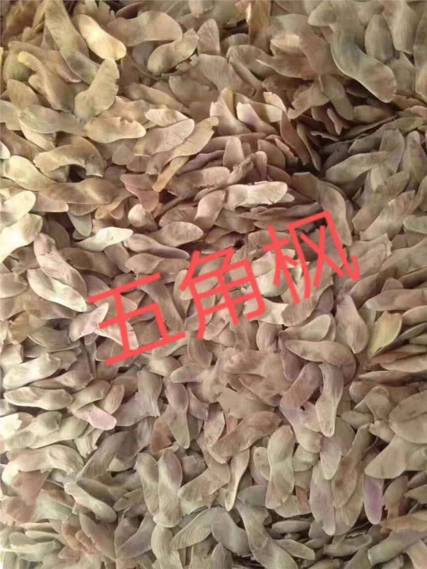 優(yōu)質(zhì)五角楓種子河北基地大量產(chǎn)新直供   芽率高