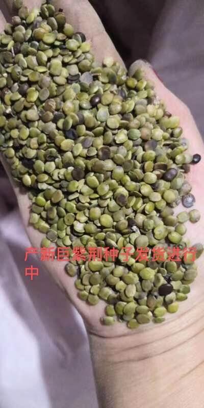 優(yōu)質(zhì)巨紫荊種子基地直銷   送種植技術(shù) 最新價(jià)格表