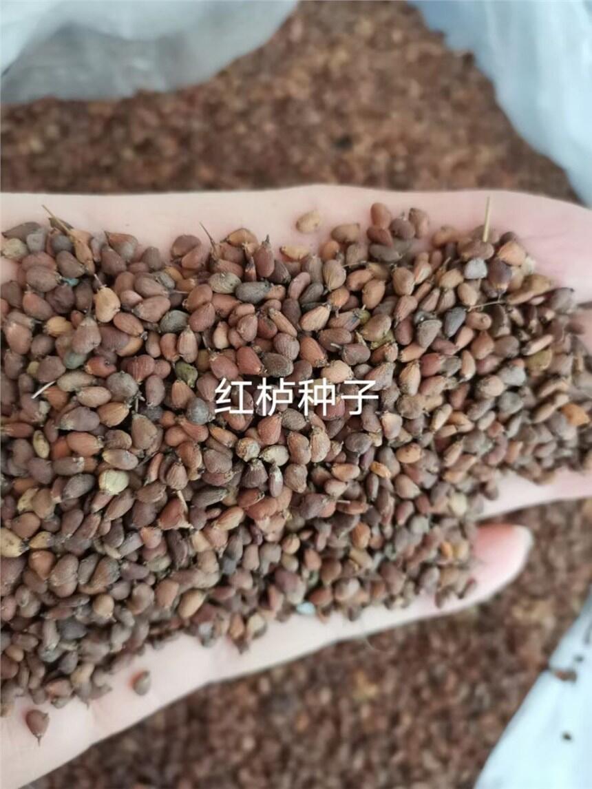 紅櫨種子價(jià)格