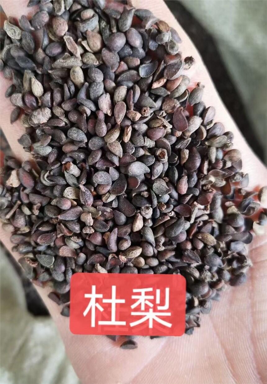 杜梨種子的用處