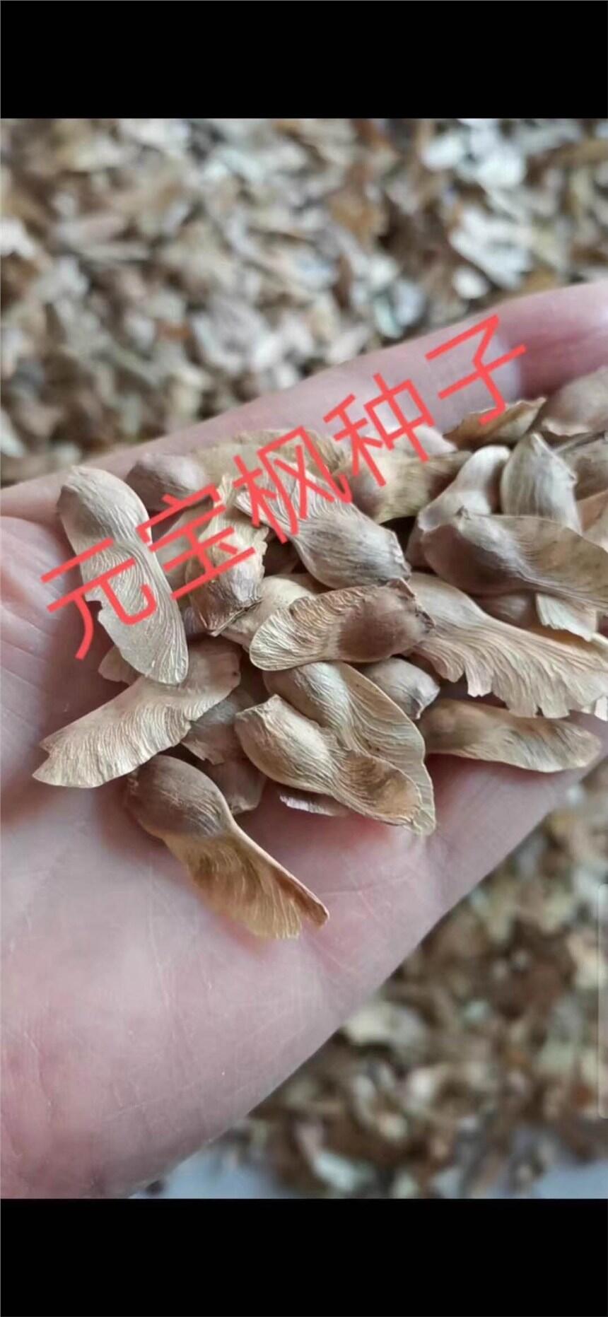 元寶楓種子最新報(bào)價