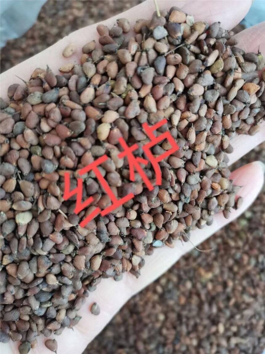 紅櫨種子價(jià)格圖片