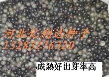 北欒種子怎樣出芽率高