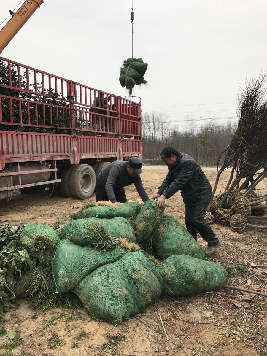 河南3公分紫薇直銷價格