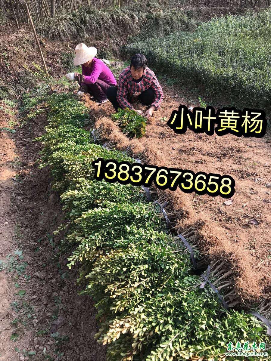 河南占地苗叢生紅瑞木1個(gè)頭2個(gè)頭