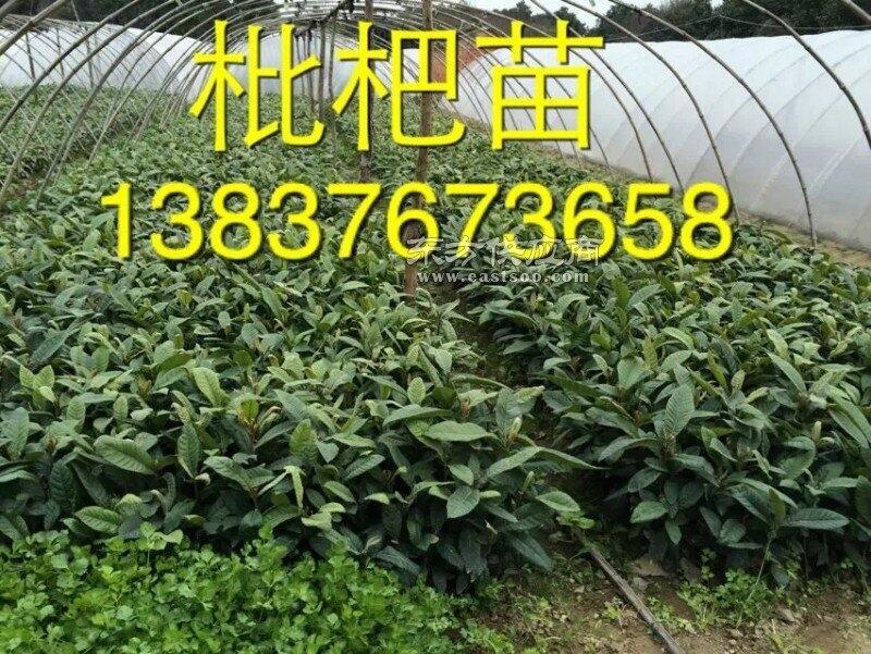 河南5公分石楠 6公分桂花 4公分紫荊 3公分紫竹子基地直銷價(jià)格