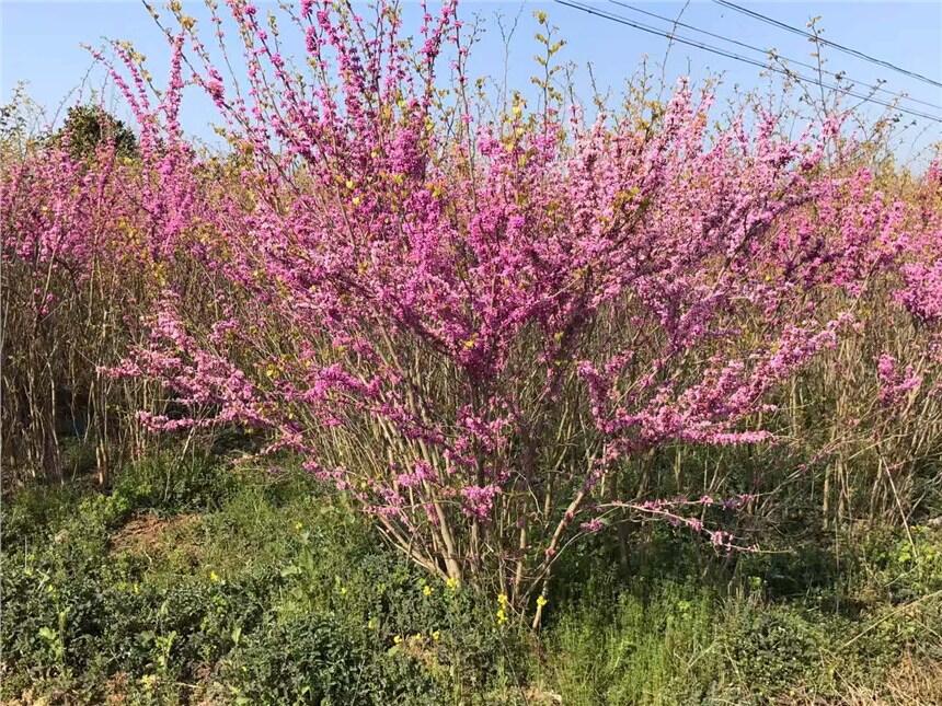 河南1米冠紫荊價格 1米金葉女貞球農(nóng)戶直銷 2公分剛竹價格