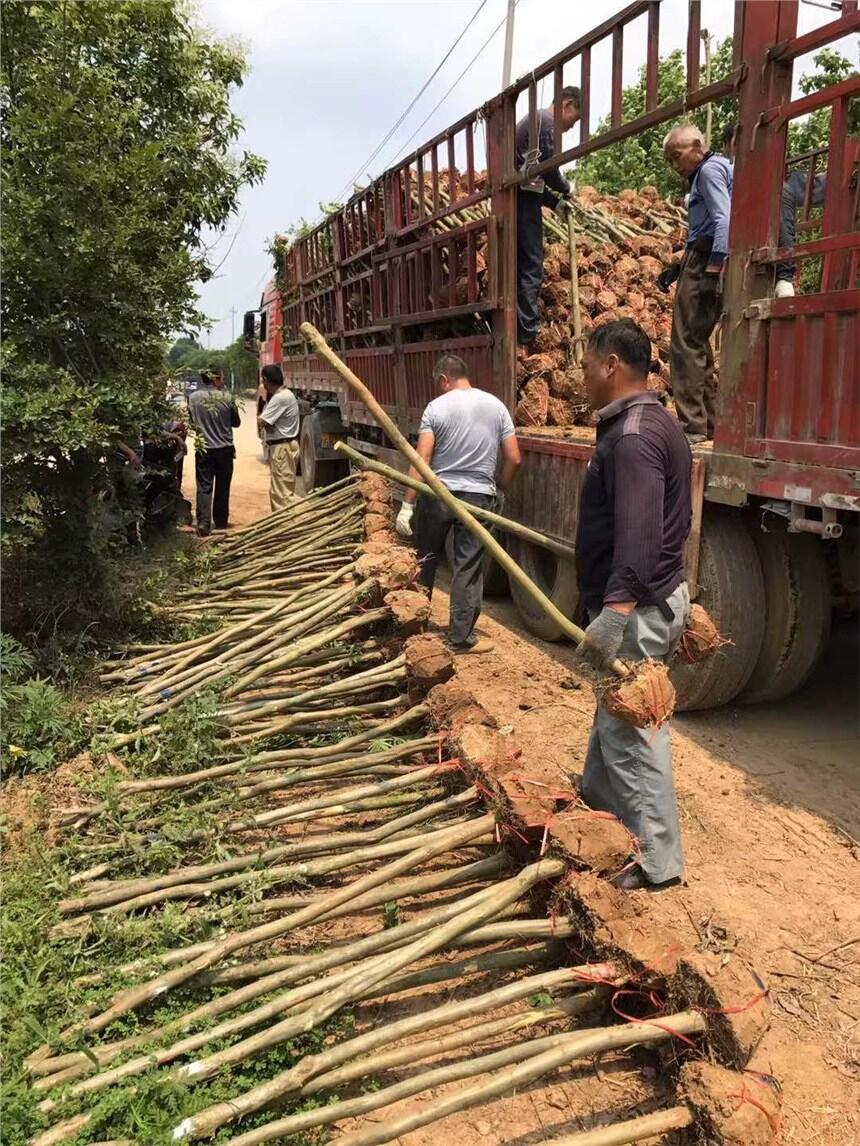 河南豆瓣黃楊批發(fā)