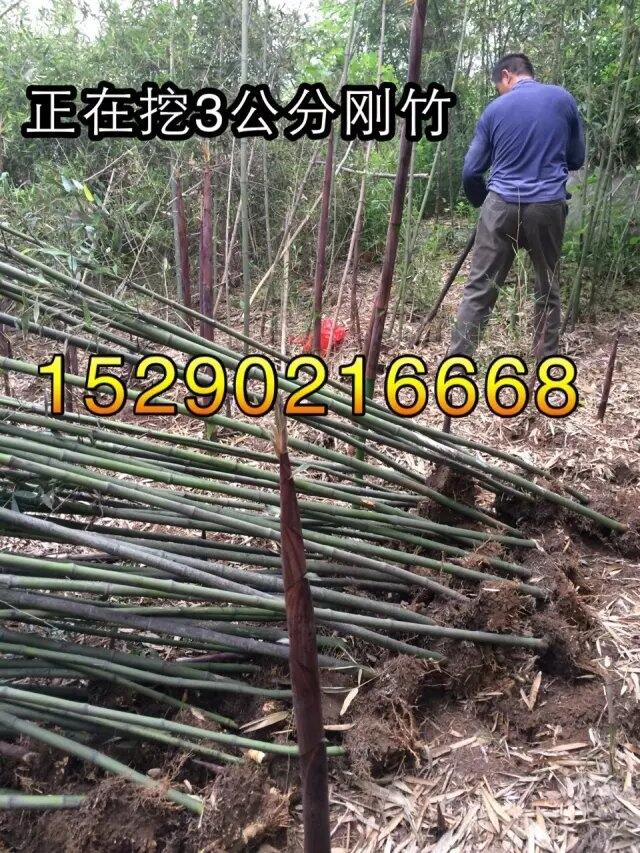 貴州10公分桂花2公分剛竹  農(nóng)戶直銷占地苗