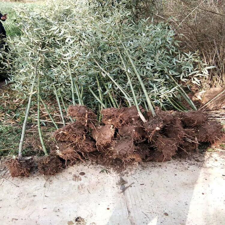 天津小葉梔子花豆瓣黃楊花木基地市場價格