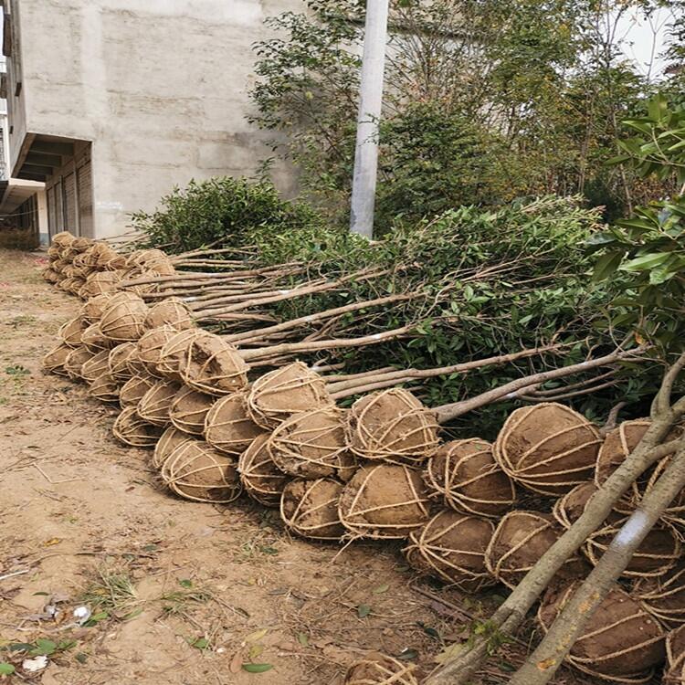 江蘇小葉梔子花5公分桂花花木基地批發(fā)