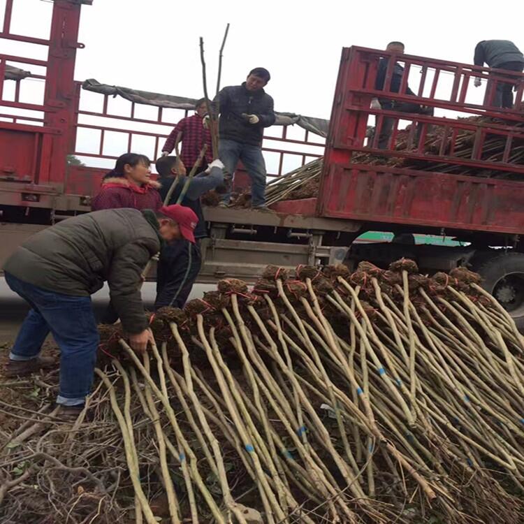 湖南 2公分桂花豆瓣黃楊花木基地出售