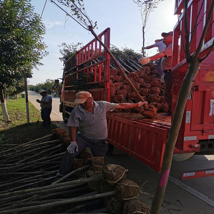 河北 2公分桂花5公分桂花花木基地市場(chǎng)價(jià)格