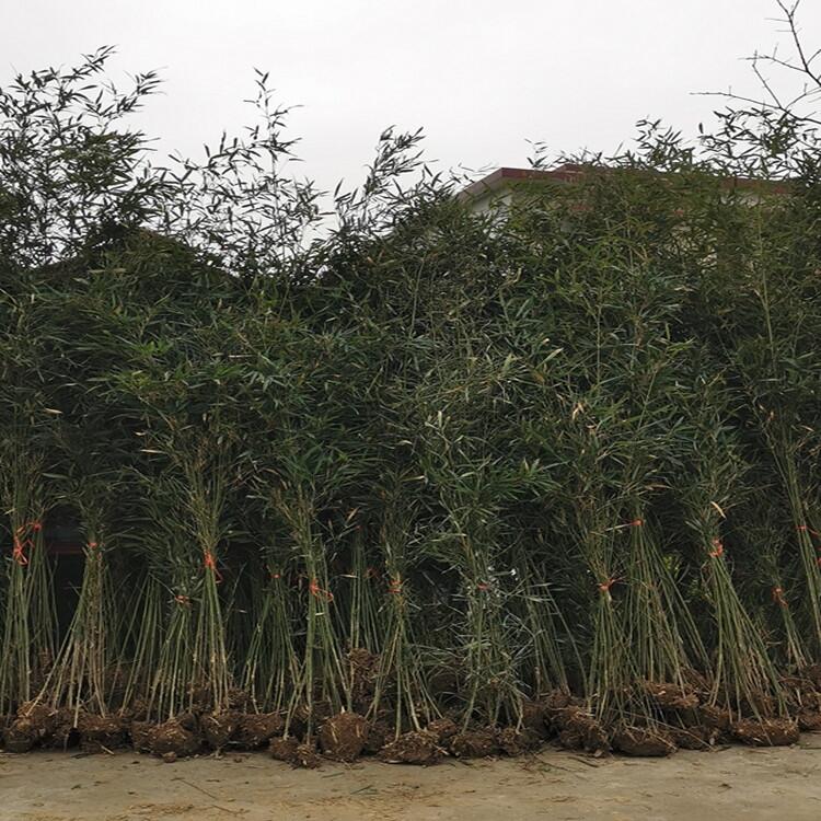 天津小葉梔子花豆瓣黃楊花木基地批發(fā)