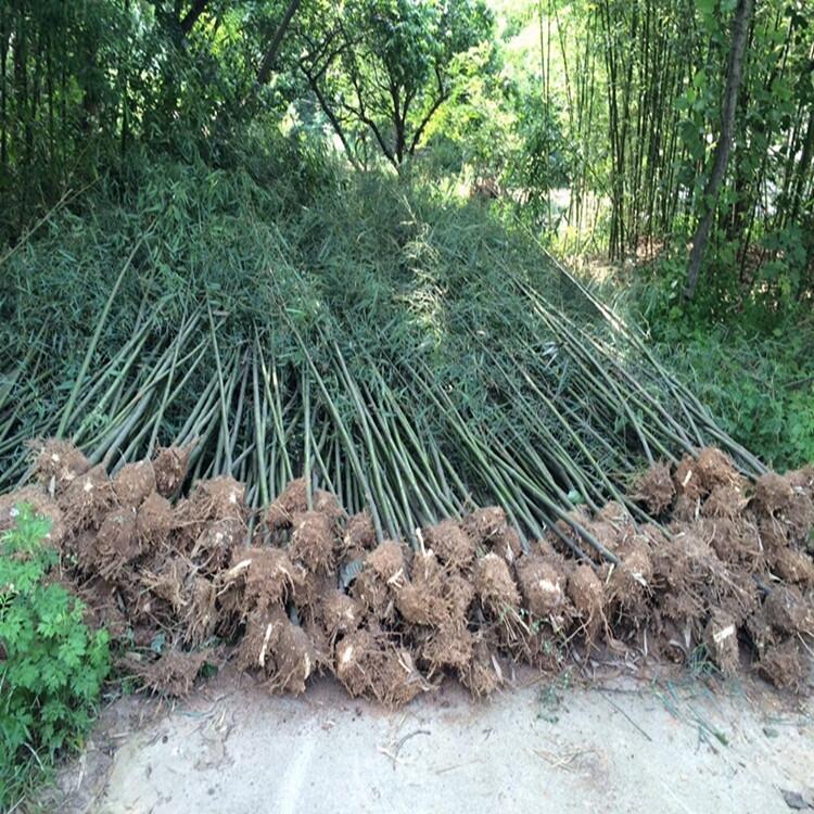 河南小葉梔子花3米竹子產(chǎn)地出售