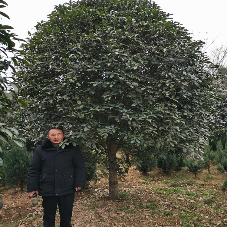 江蘇小葉梔子花豆瓣黃楊花木基地出售