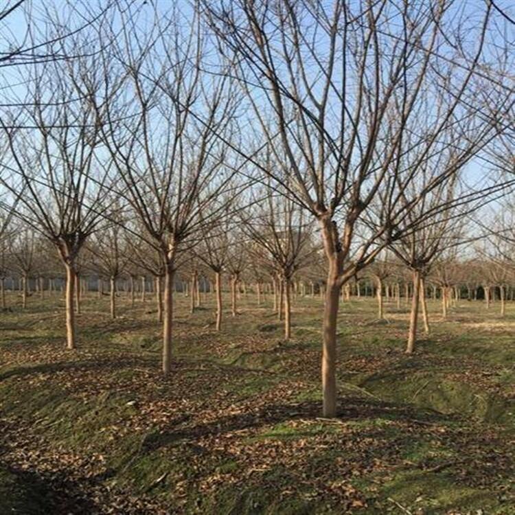 河北 2公分桂花大葉黃楊花木基地出售