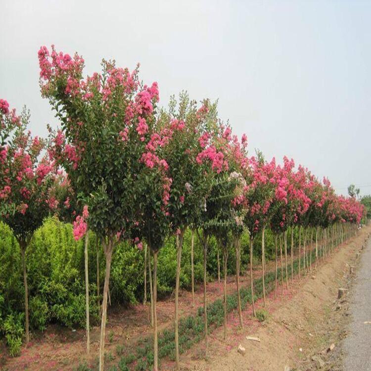 江蘇小葉梔子花5公分桂花花木基地出售