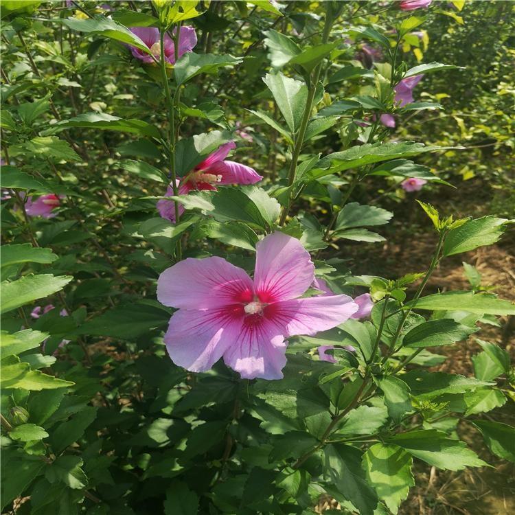 湖南小葉梔子花豆瓣黃楊花木基地市場價格