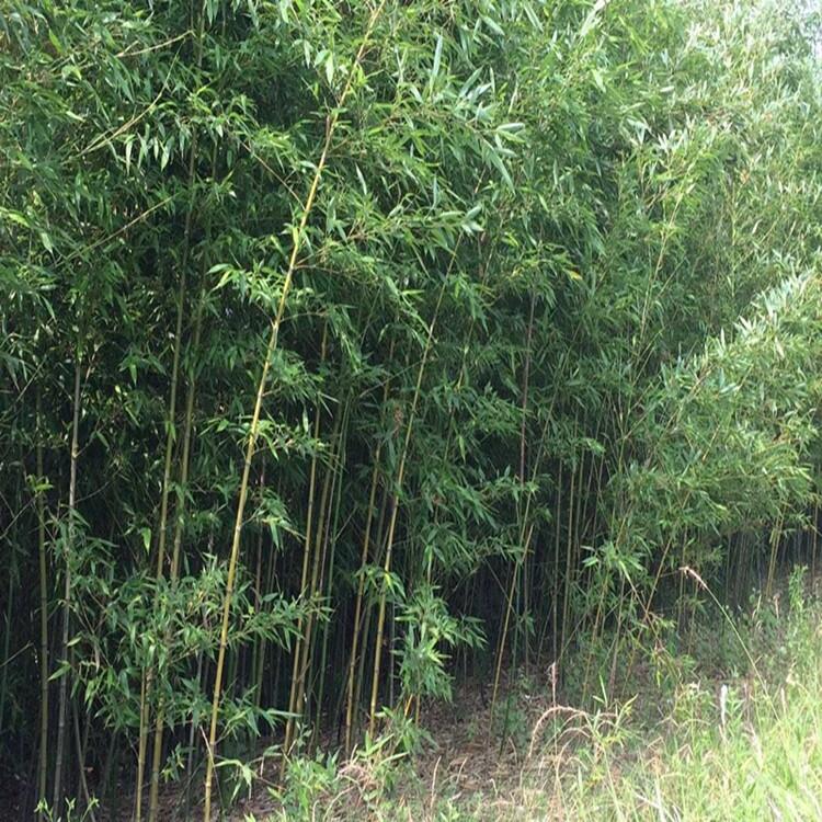 湖南50公分高南天竹豆瓣黃楊花木基地批發(fā)