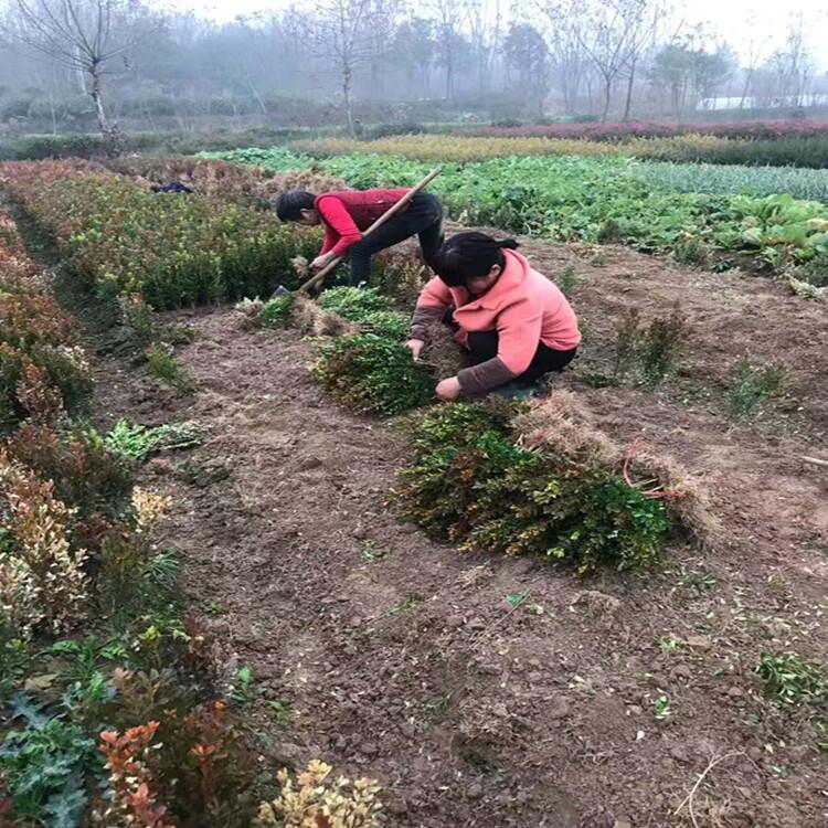 江蘇 2公分桂花豆瓣黃楊花木基地市場(chǎng)價(jià)格