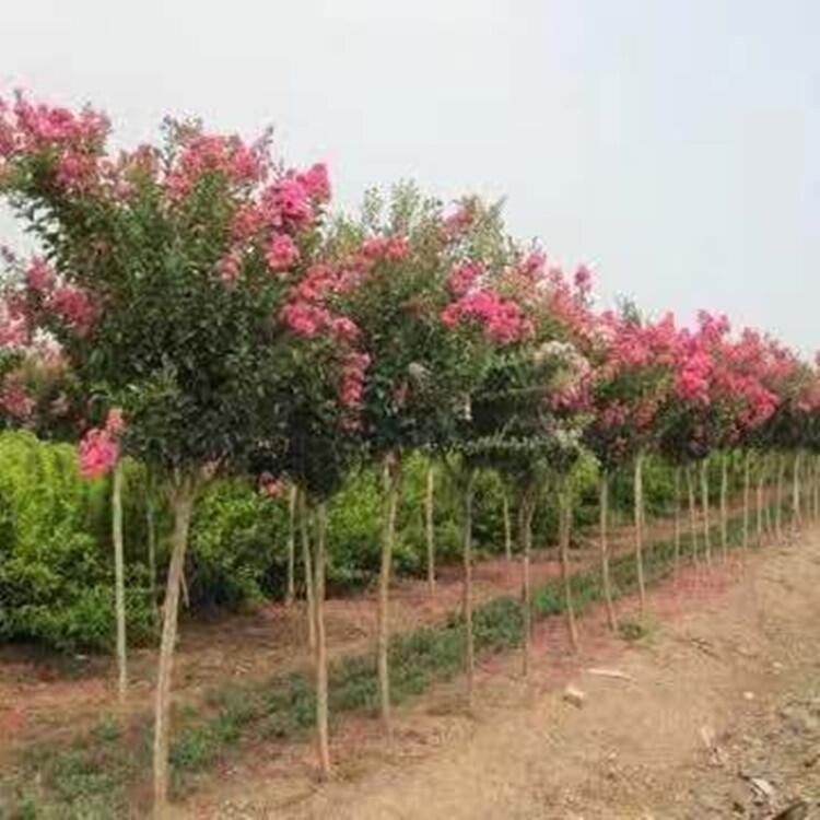 河南小葉梔子花大葉黃楊花木基地出售