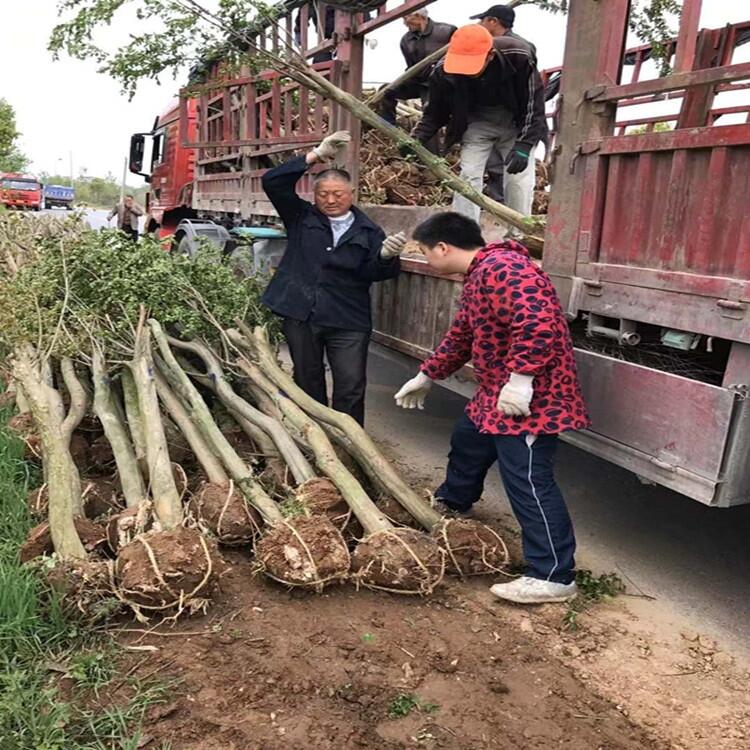 江西2公分金桂  3米早園竹價(jià)格綠化苗木