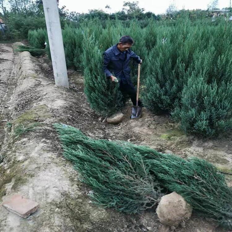 天津1米高塔柏大葉黃楊花木基地出售