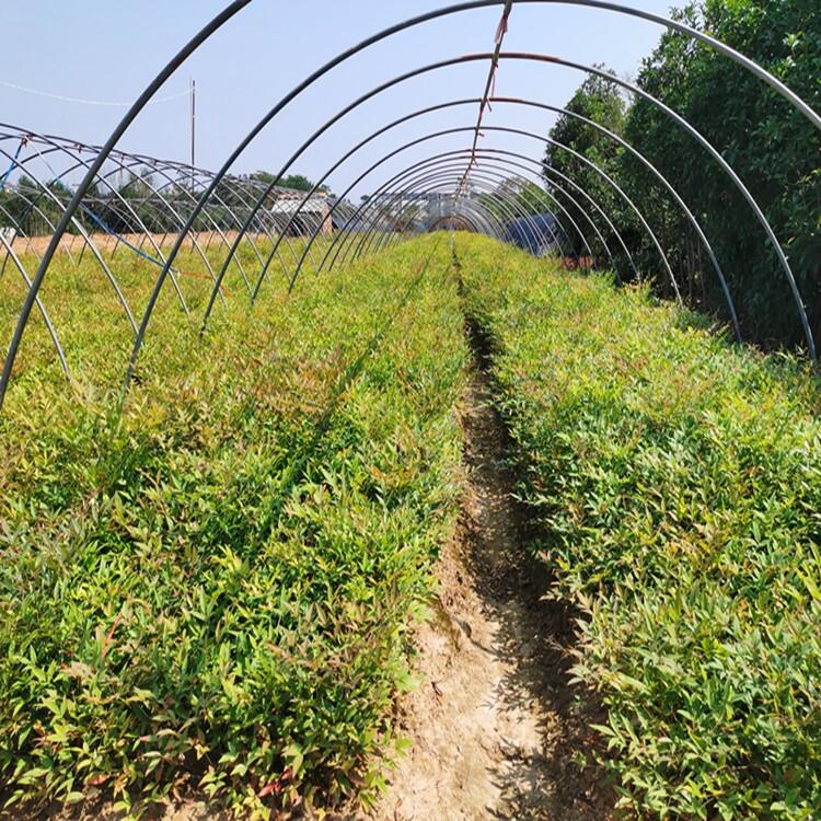 河北小葉梔子花豆瓣黃楊農(nóng)戶出售