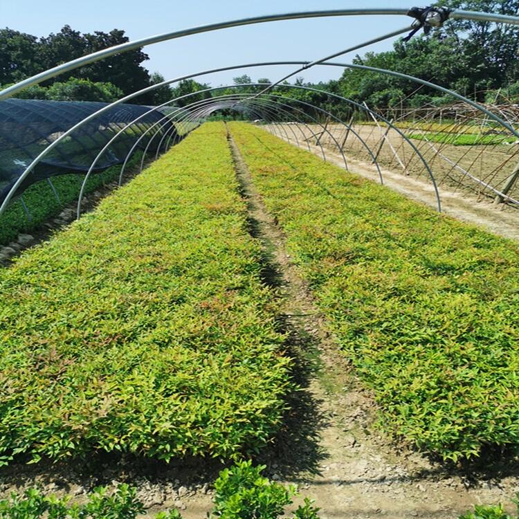 江蘇小葉梔子花豆瓣黃楊農戶市場價格