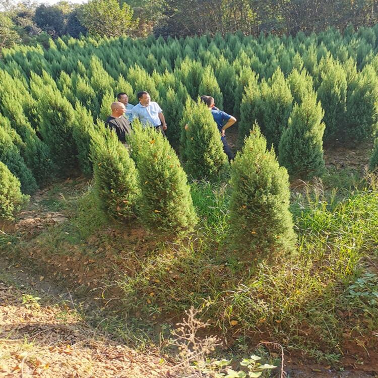 天津50公分高南天竹豆瓣黃楊花木基地批發(fā)