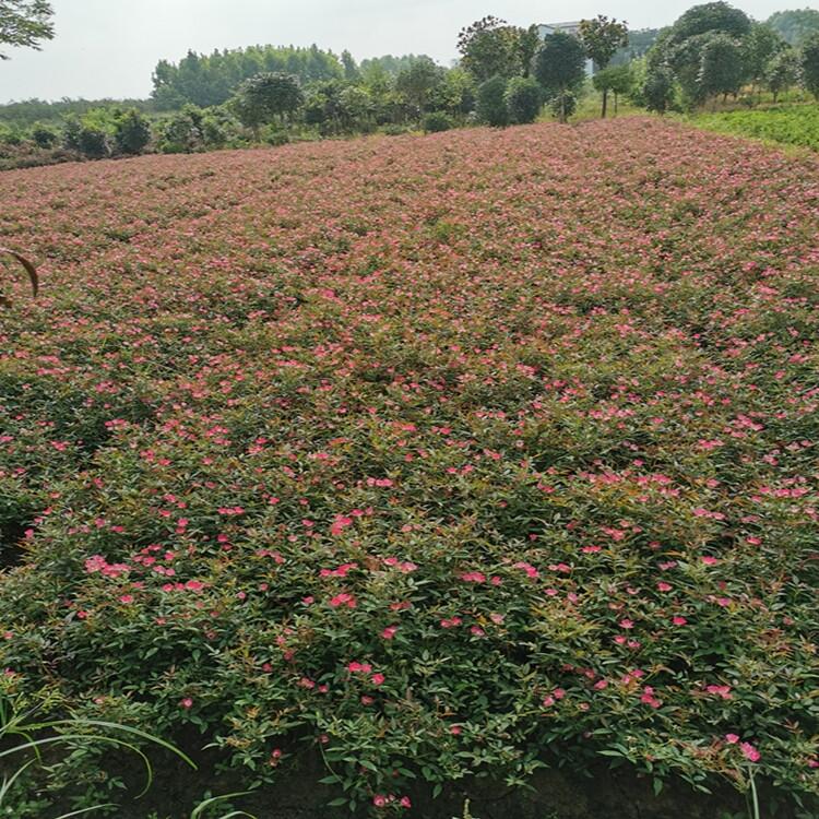 江蘇50公分高南天竹豆瓣黃楊花木基地出售