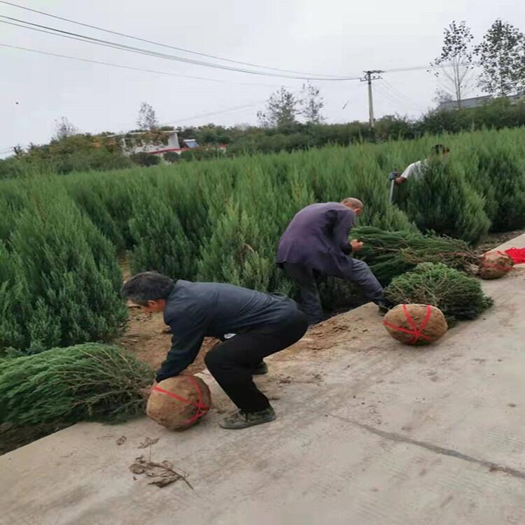 北京小葉梔子花大葉黃楊產(chǎn)地批發(fā)