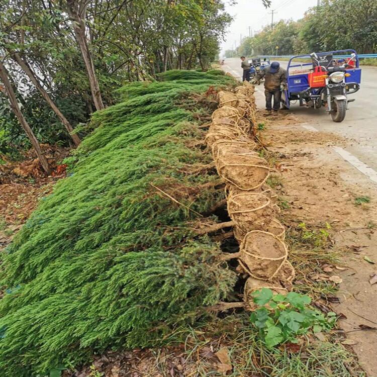 河北1米高塔柏豆瓣黃楊農(nóng)戶出售