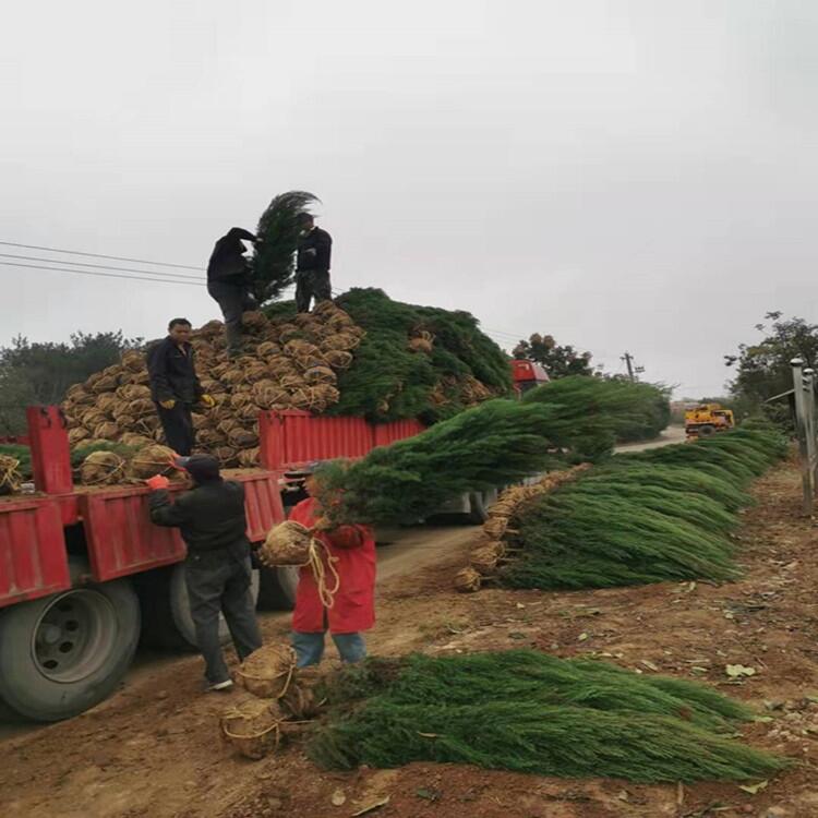 北京50公分高南天竹3米竹子產(chǎn)地出售