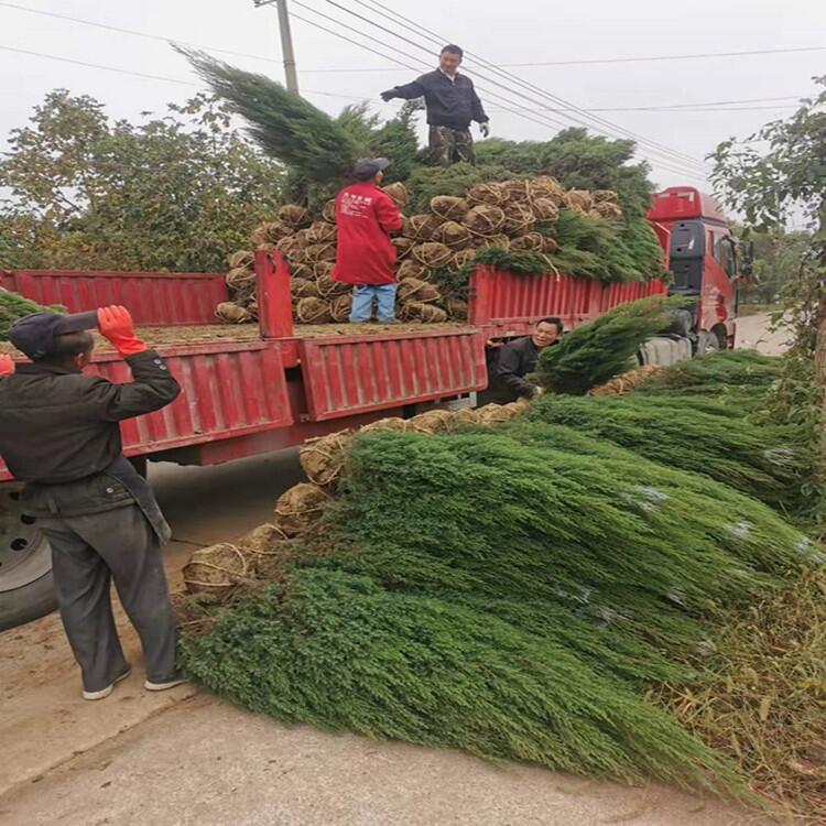 河北  2公分剛竹豆瓣黃楊產(chǎn)地出售