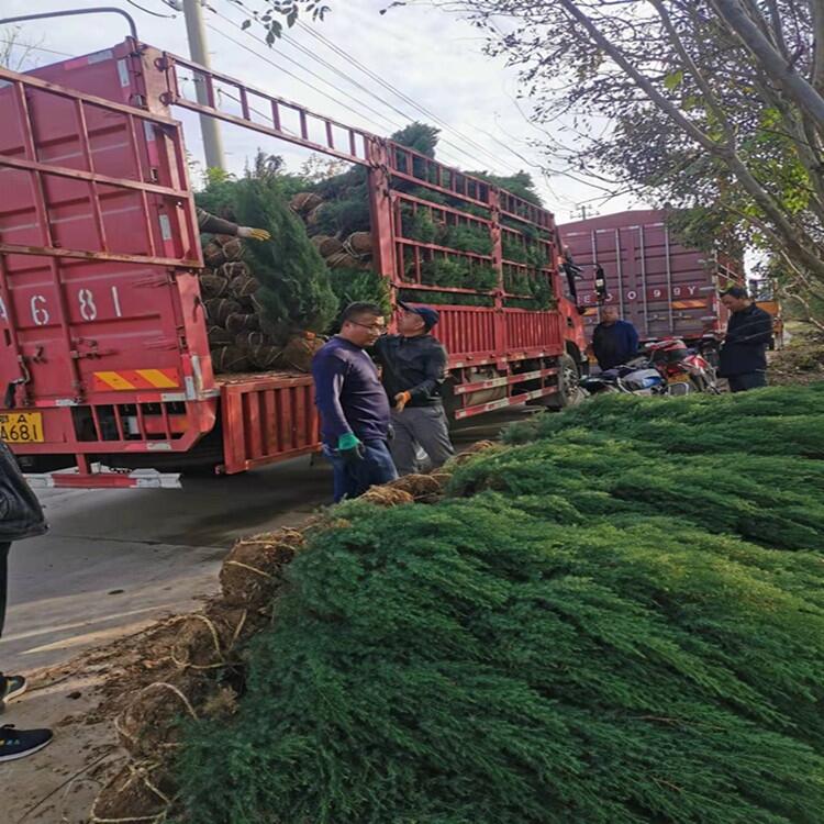 湖南50公分高南天竹豆瓣黃楊花木基地市場價格