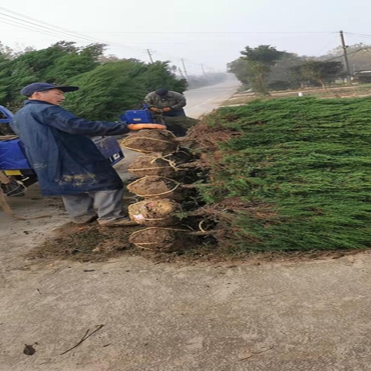 河南小葉梔子花大葉黃楊花木基地批發(fā)