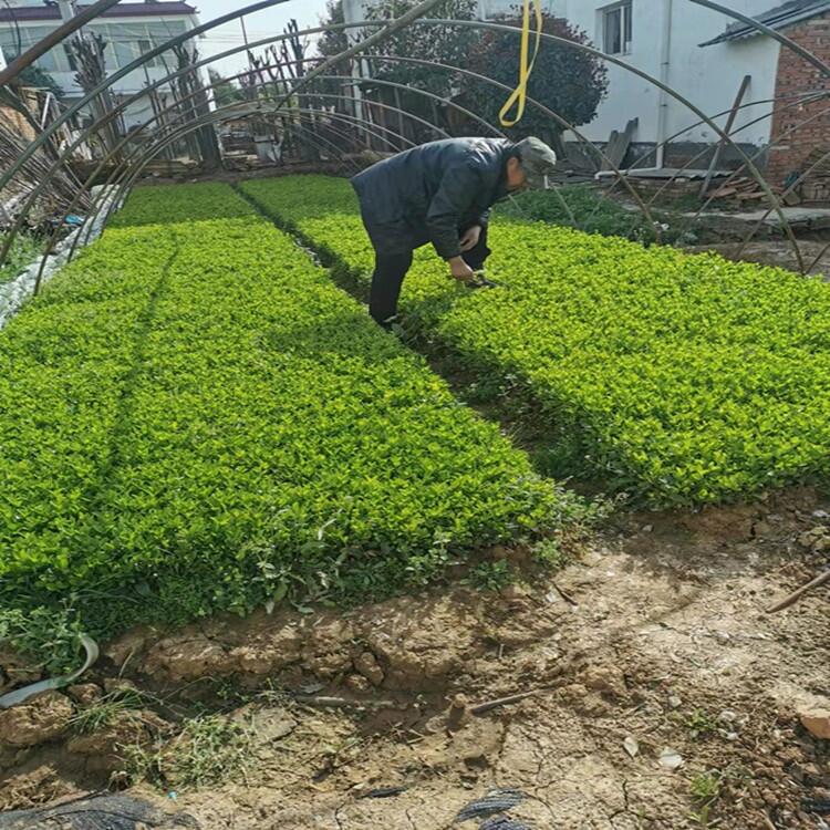 北京 2公分桂花豆瓣黃楊花木基地出售