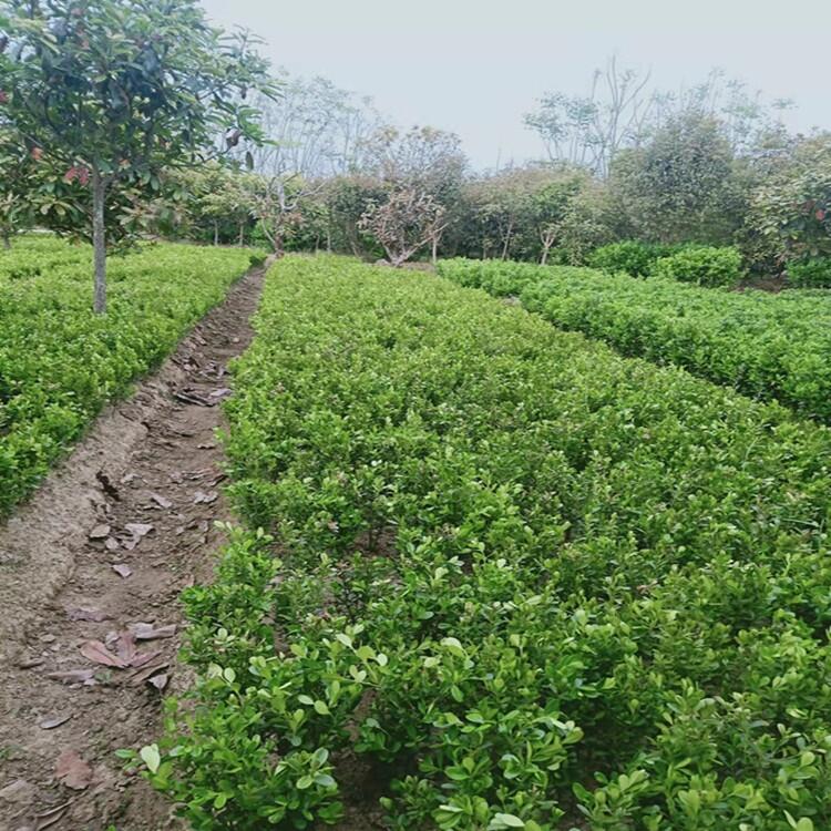 北京 2公分桂花大葉黃楊花木基地出售