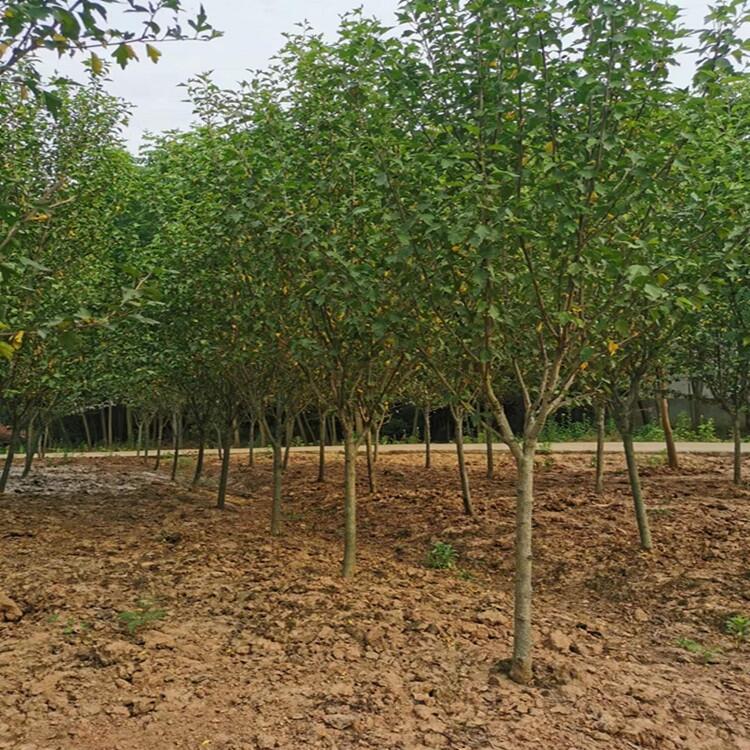 江蘇小葉梔子花3米竹子花木基地市場價格