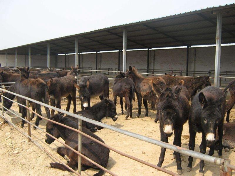 肉驢苗利潤肉驢苗養(yǎng)殖基地