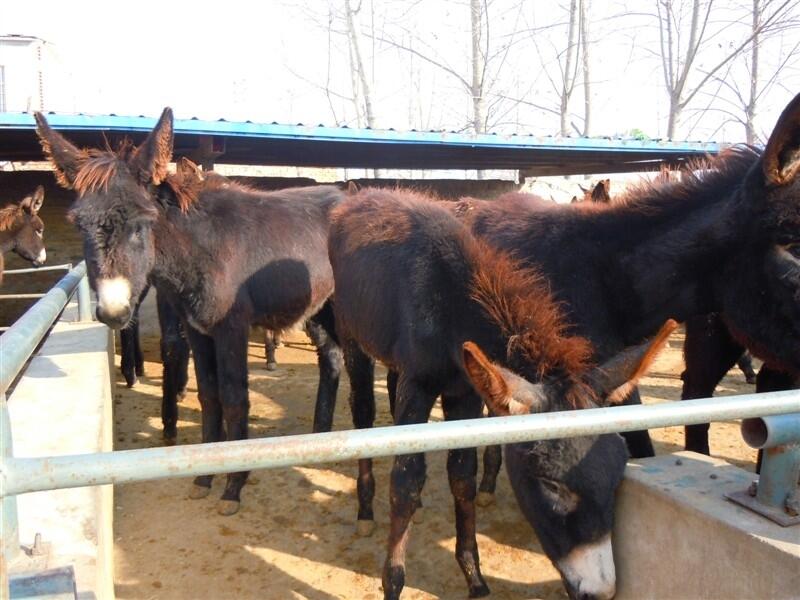 肉驢苗交易基地肉驢苗場(chǎng)家位置