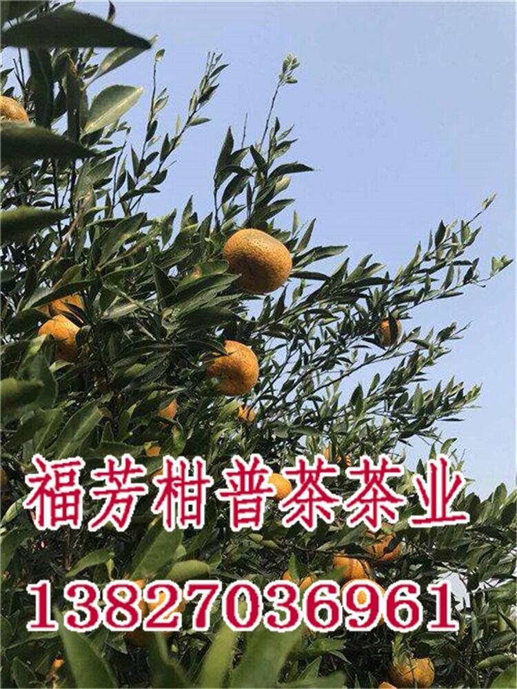 新會柑普茶加工廠家_新會柑普茶什么價(jià)格_御廣陳廠家加工批發(fā)零售