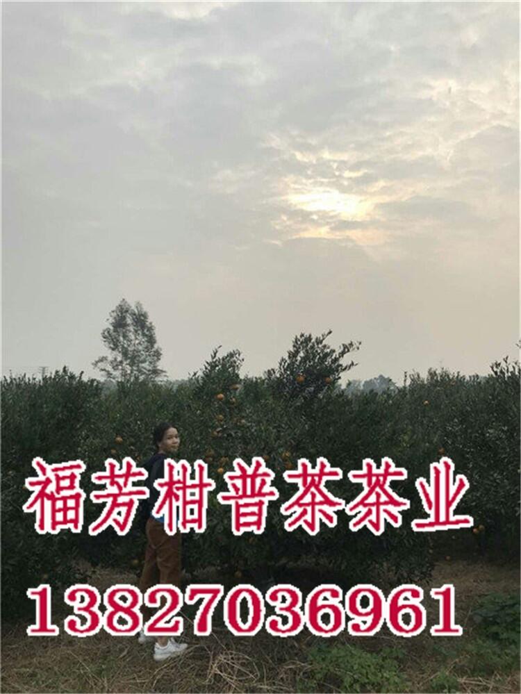 新會(huì)小青柑廠家定制批發(fā)_新會(huì)小青柑_御廣陳廠家批發(fā)零售