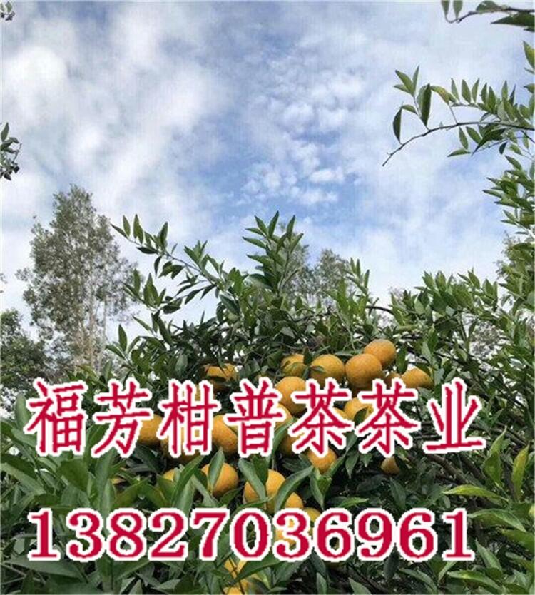 新會柑普茶代加工_新會柑普茶多少錢一斤_御廣陳廠家批發(fā)零售